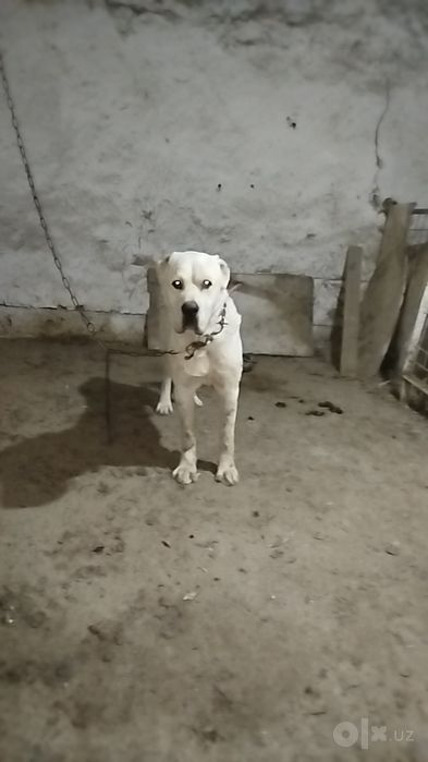 9 oylik alabay sotiladi