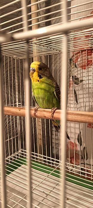 Продам волнистого попугайчика