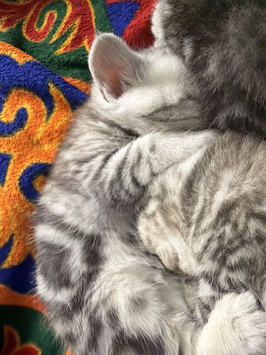 шотладский котенок