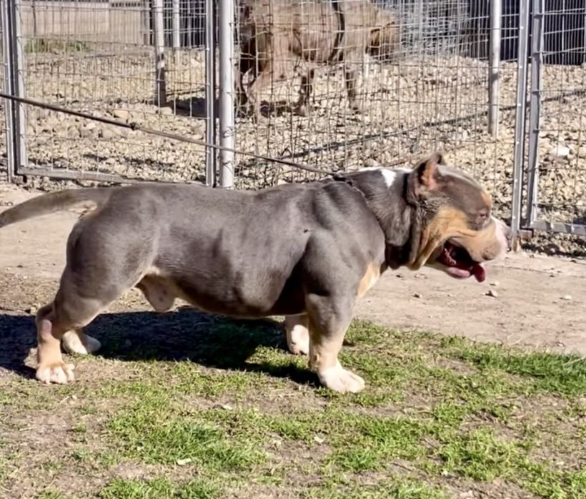 ТОП Реални ПОКЕТ Американско були / Трицветни