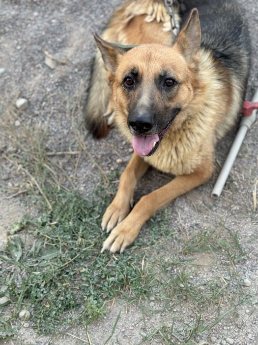 Собака немецкая овчарка