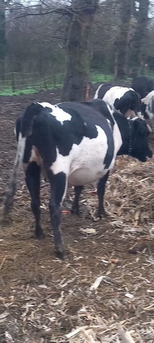 Vând vaci gestante !