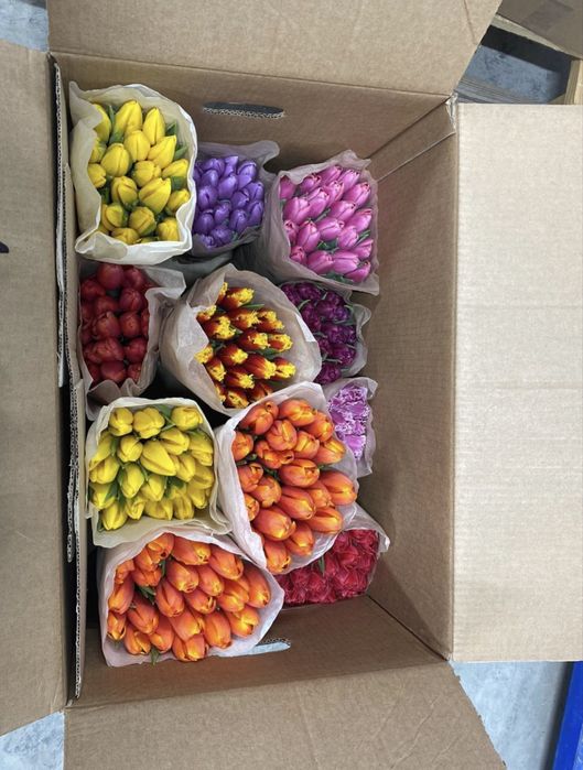 Самые крупные тюльпаны в Казахстане бутон до 10 см