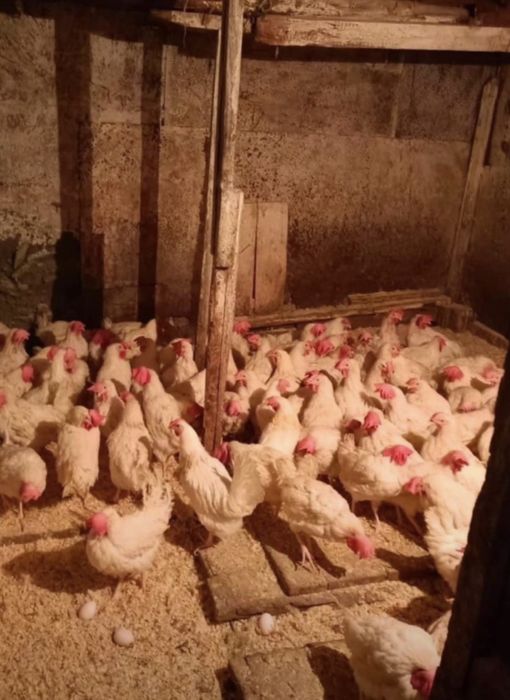 В продаже куры несушки