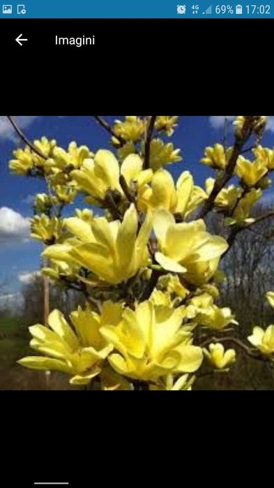 Plante ornamnetale