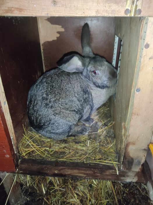 Продам крольчат Великана