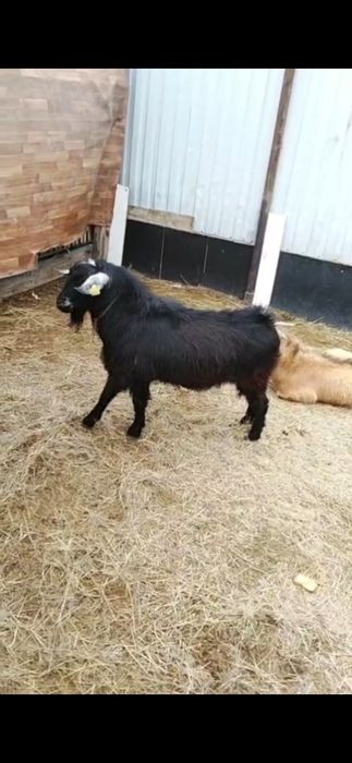 Теке, саулық қойлар, ешкілер