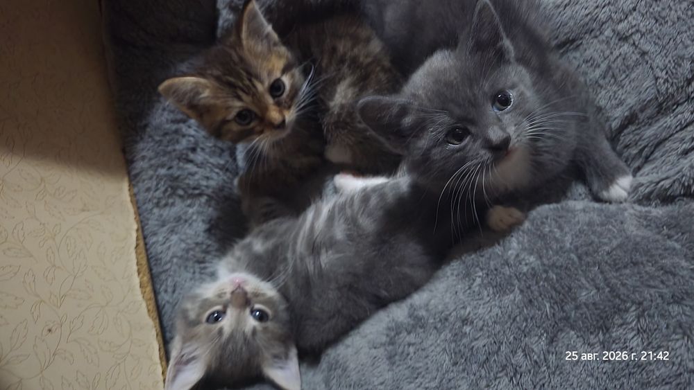 Отдам котят - 2 девочки, 1 мальчик