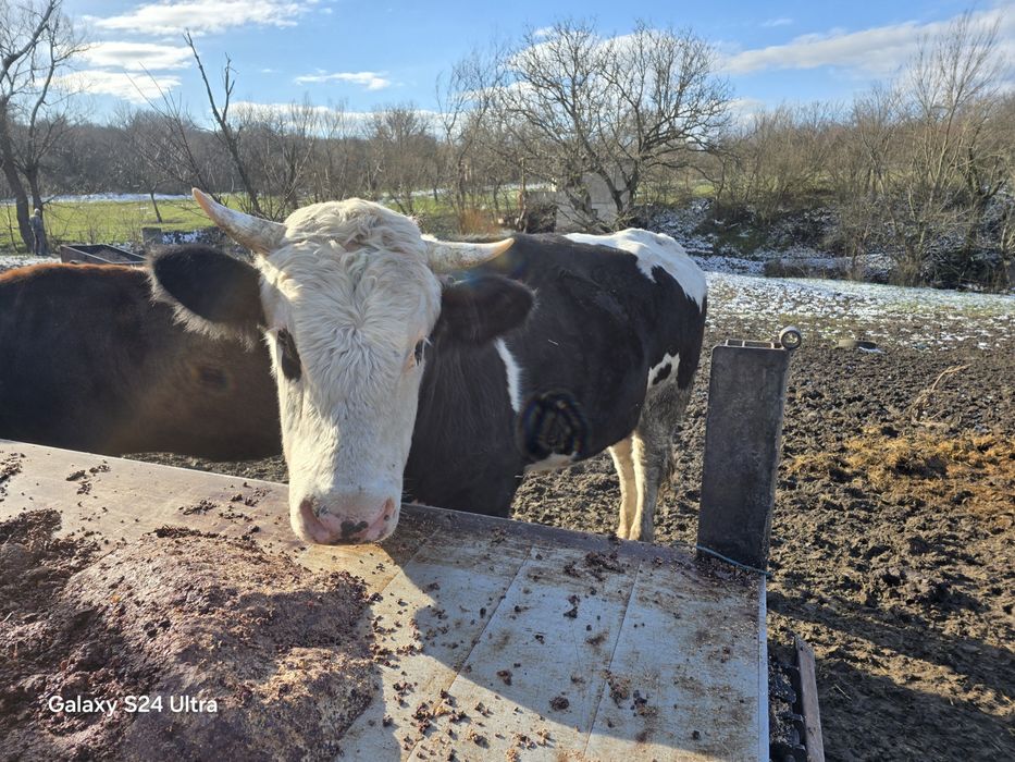 Бик за продаване