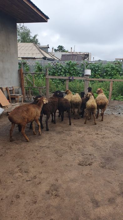 Продам баран на Курбан Айт в городе