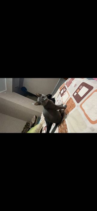 Отдам кошечку в добрые руки))