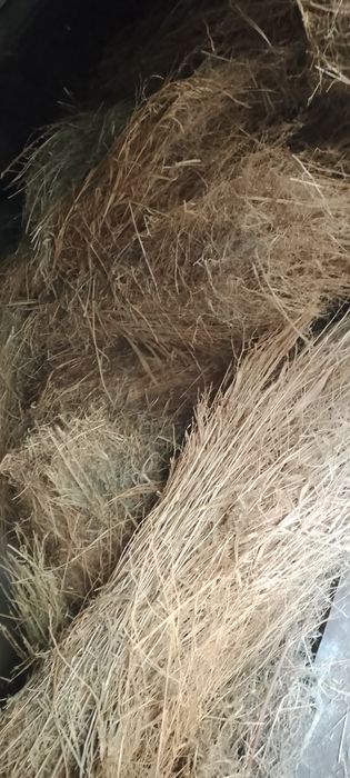 Dagʻal xashak chorva mollari uchun xas !