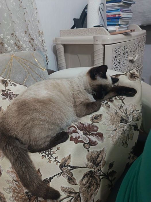 Отдам в хорошие руки