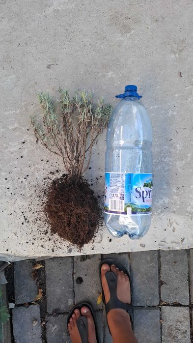 Vand lavandă,salvie,crinul ploi,menta doar in zona rădăuți preturi cuprinse intre 15 si 25 de lei