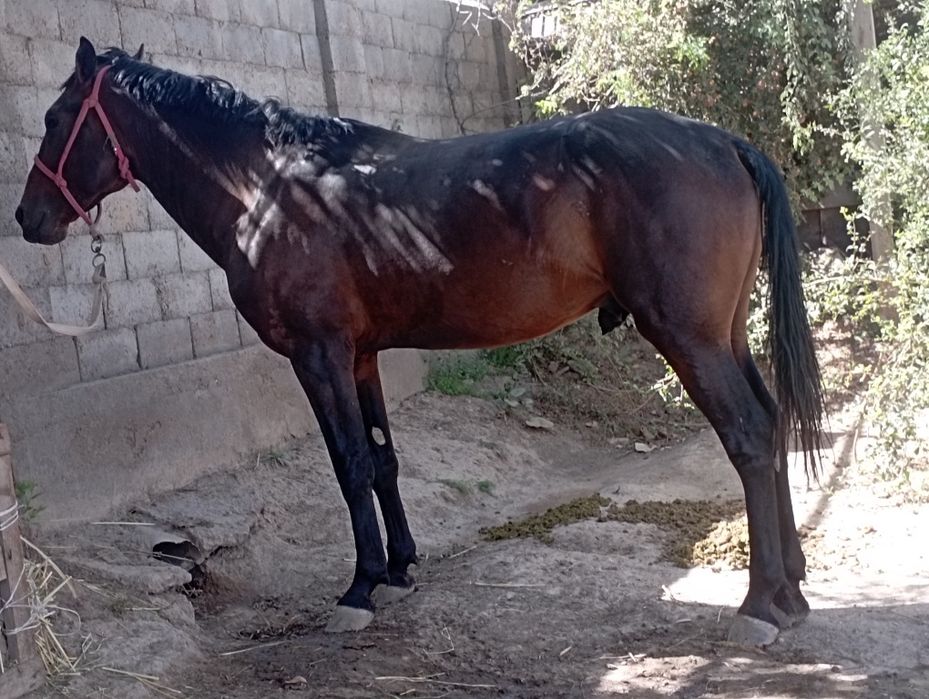 Осы кунан сатылады