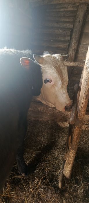 Продается молодняк