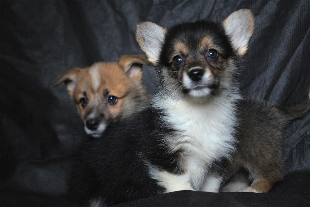 щенки японской сибы