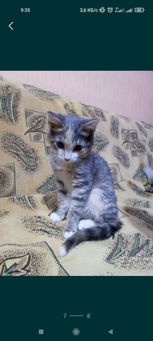 Котенок девочка 4,5 месяца