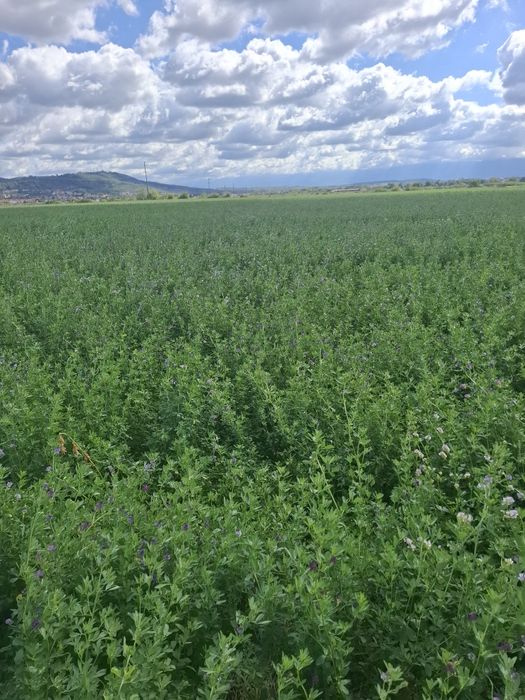 Vând lucernă cantitate mare