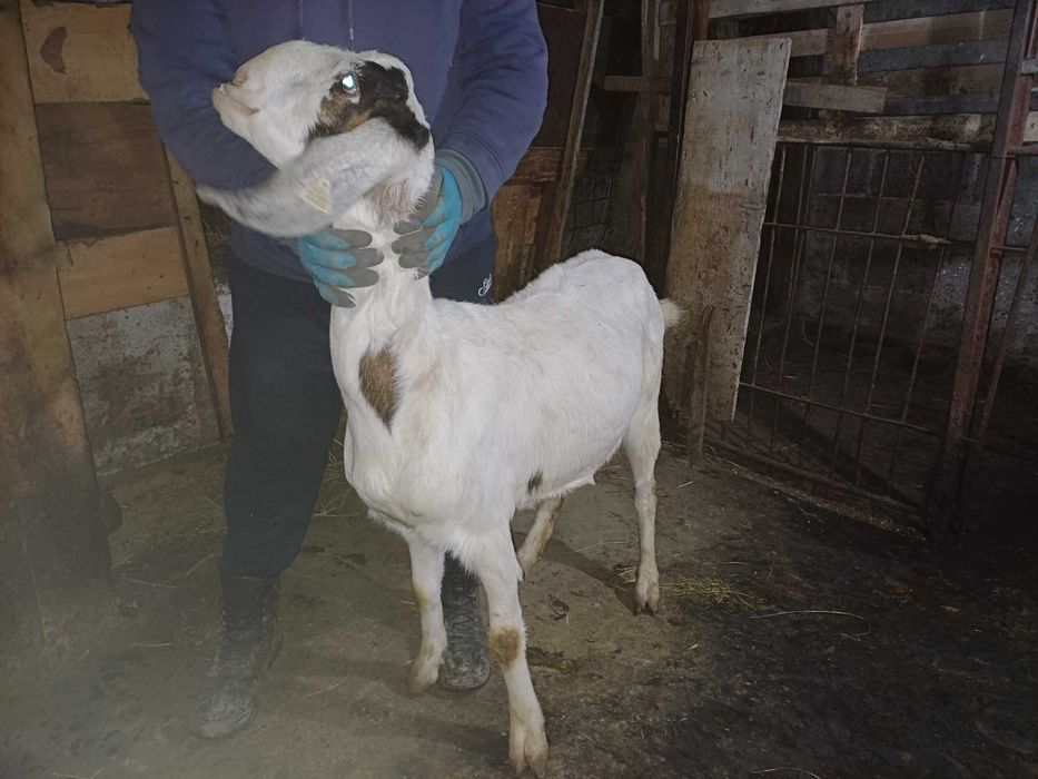 Capre la a doua fătare, imperecheate cu mascul anglo nubian cu origine