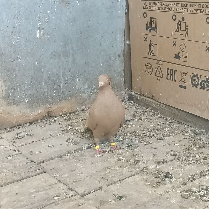 Американский жёлтый