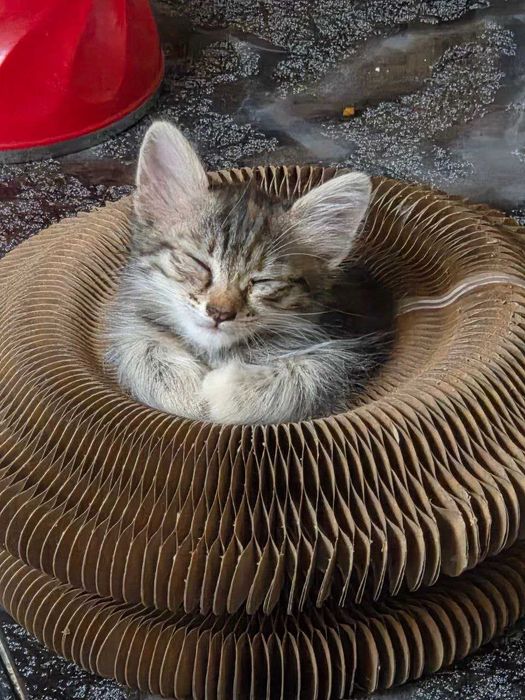милые серые котята даром