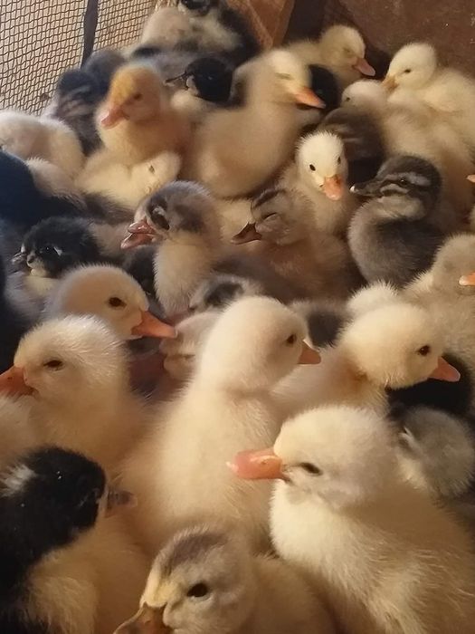 Vând puii și boboci de rate