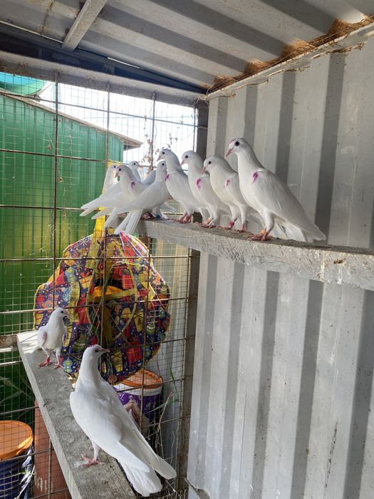 Голуби широкахвостые.