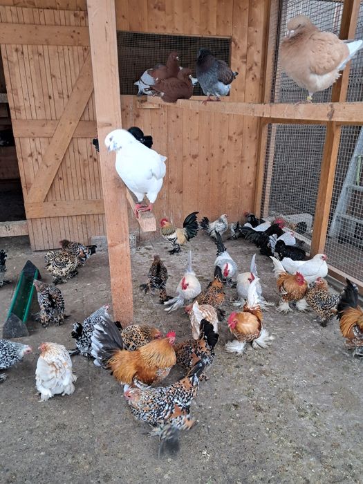 Vând Găinuțe de Rasă Mii de Flori