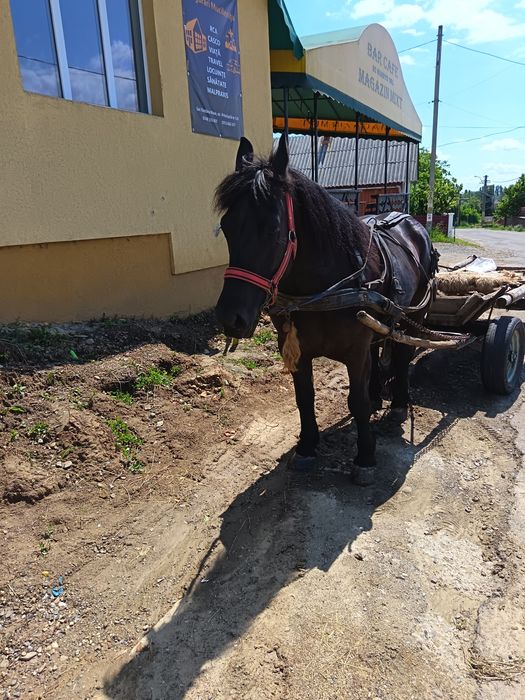 Iapa și manza de vânzare