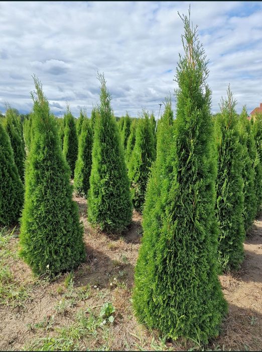 Avem mai multe specii de plante