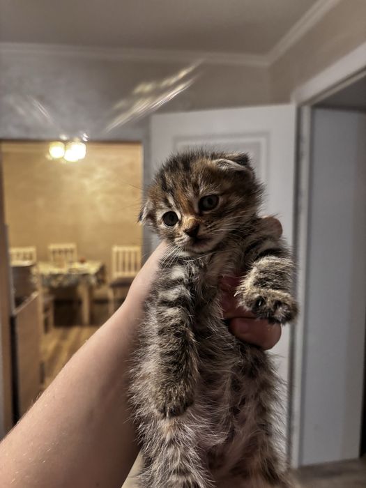 Котятя красивые.