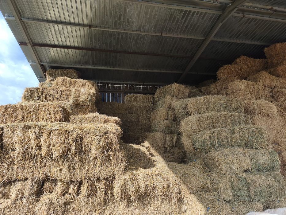Vând baloți de paie dreptunghiulari (asigur transport)