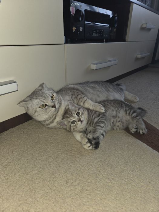 Британские котята