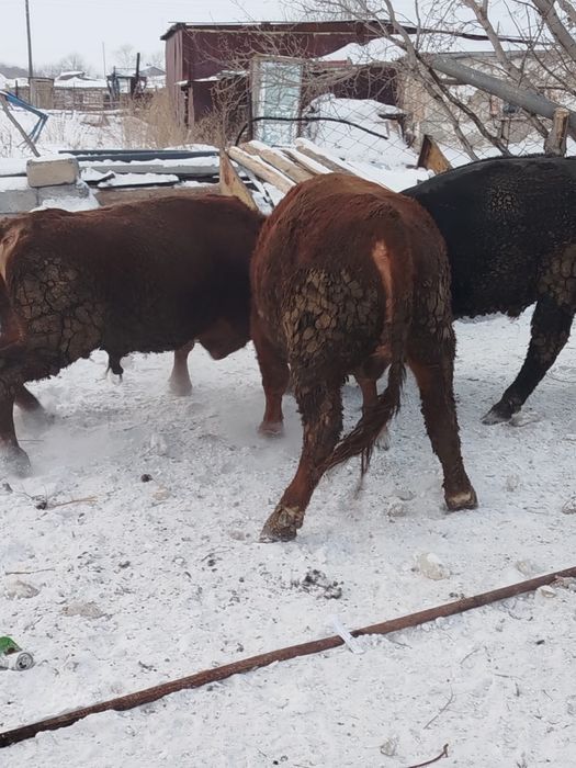 Продам бычка 7 голов