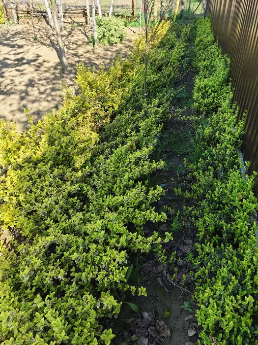 Plante Eounymous Emerald Gold