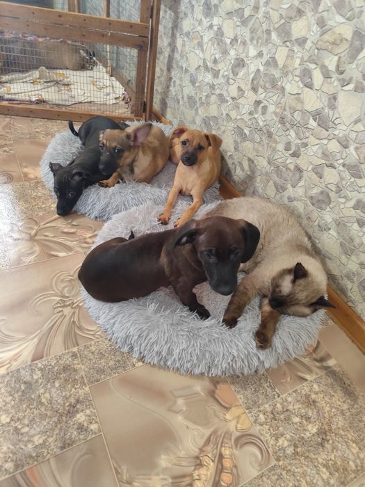 Щенки в добрые руки