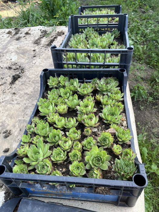 Sempervivum (Suculente)