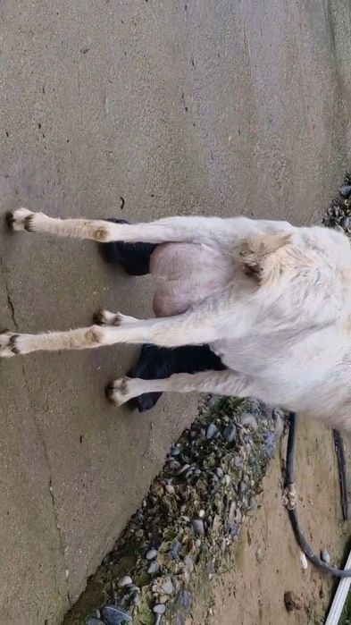 Коза ешкі Коза ешкі