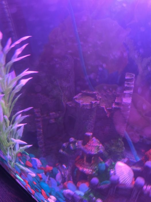 Аквариум для рыбы