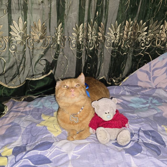 Шикарный кот Санни