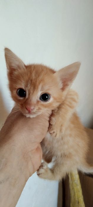 Отдам бесплатно  котята