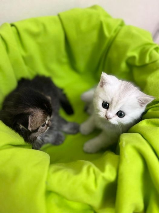 котик для случки