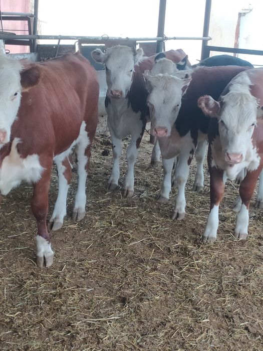 Жас қашар еті бар жiлiкке наличка