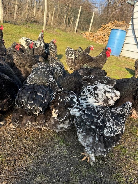 Vând ouă de Cochinchina uriaș bobat