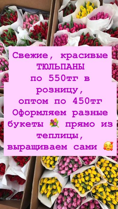 Свежие тюльпаны из теплицы по 450