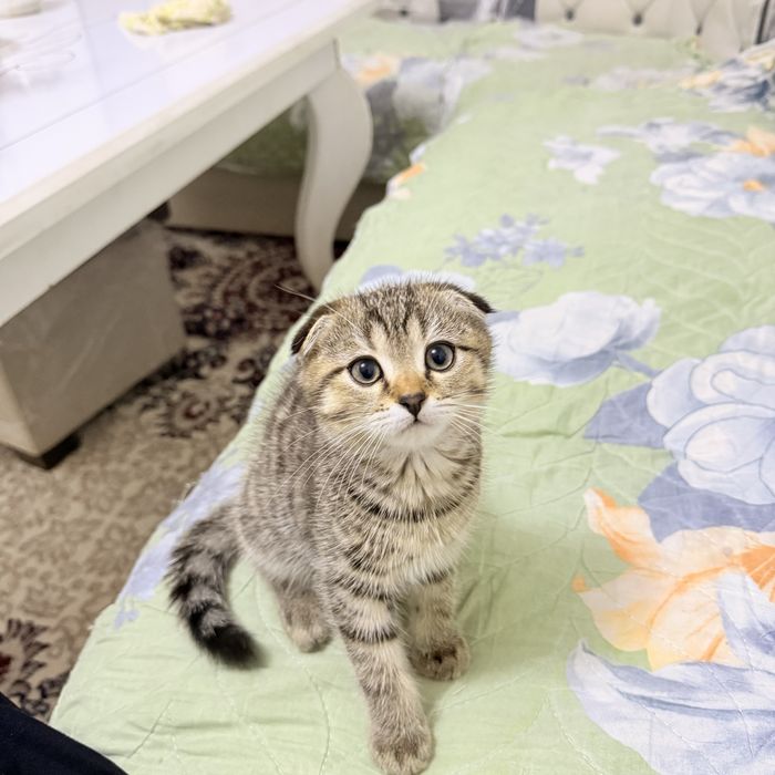 Skotsh foldva shinshilla