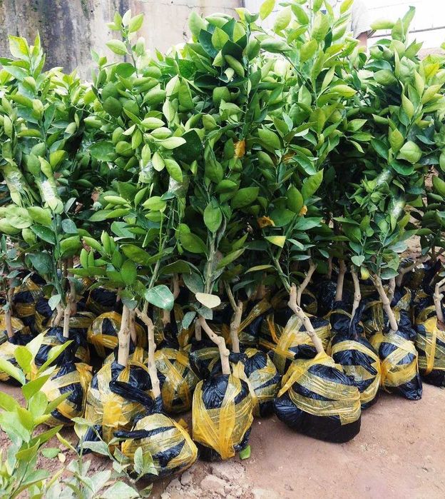 Манзарали дарахт кўчатлари-Декоративные саженцы