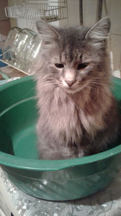 Пропал кот! За вознаграждение!