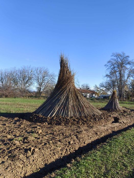 Тополови фиданки